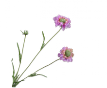 Charger l'image dans la galerie, Scabiosa rose 64cm