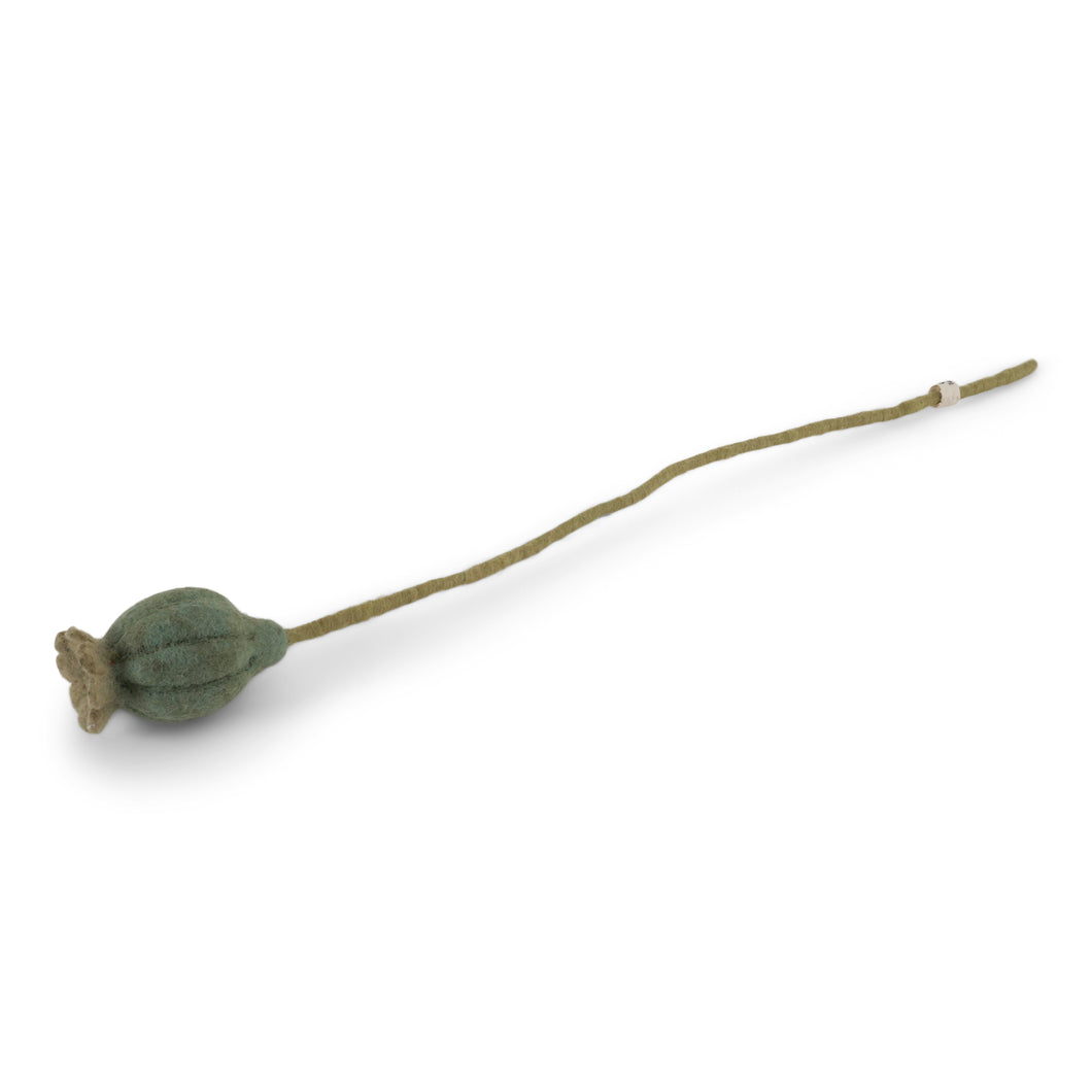 Poppy seed Head