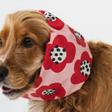 Charger l'image dans la galerie, animaux, chien, oreilles, snood, lou, and, co, green, terra, tournai, lille, mons, courtrai
